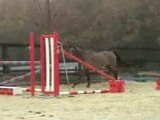 CHEVAL Quara  saut en liberte / HORSE QUARA  free jump