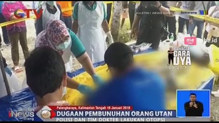 Jasad Orang Utan Ditemukan Terapung Tanpa Kepala
