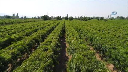 Kış Ortasında Filizlenen Üzüm Asmaları Havadan Görüntülendi