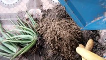 Cách trồng nha đam (Lô hội)_ How to plant aloe vera