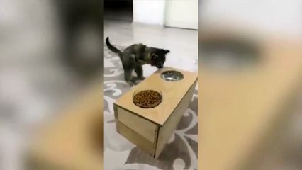 Engelli kedisi için bunu yaptı