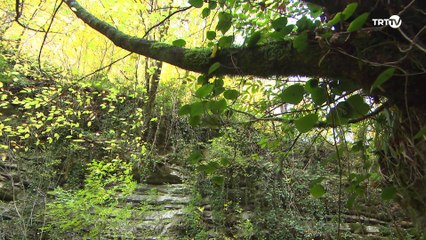 Doga Harikalari 7 bolum Erfelek