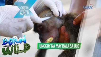 Born to be Wild: Doc Ferds, iniligtas ang unggoy na may bala sa ulo