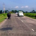 Un énorme rhinocéros fait sa loi sur la route... Impressionnant