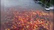 Des milliers de poissons rouges attendent le repas! Magnifique