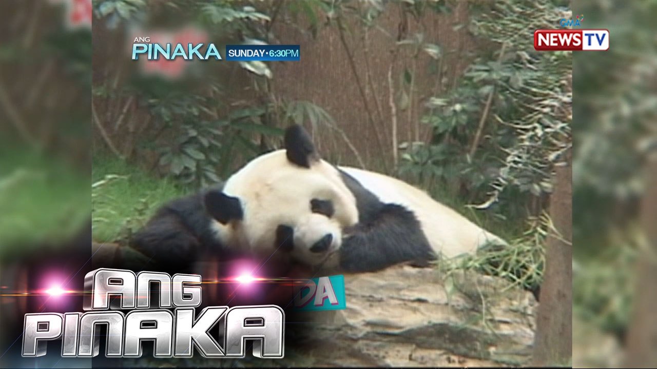 Ang Pinaka: Antukin na animals