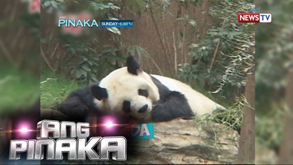 Ang Pinaka: Antukin na animals
