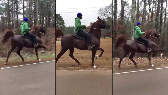 Un cheval de spectacle à la retraite