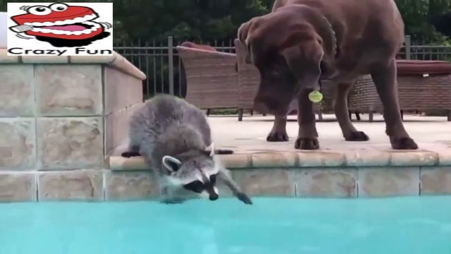 Funniest Dogs - Funny Dog Videos - Funny Dogs Compilation-0