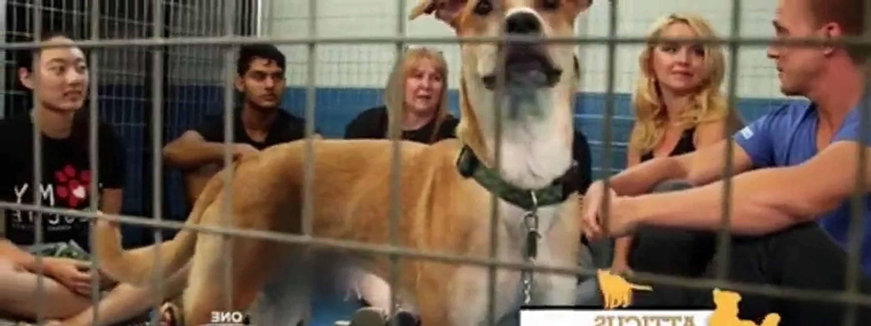 Save Our Shelter S02E11 Etobicoke Humane Society - Dailymotion Video