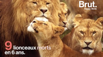 Suède : un zoo euthanasie des lionceaux en parfaite santé