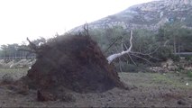 Mersin'de Fırtına Tırları Devirdi, Ağaçları Kökünden Söktü