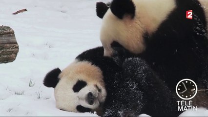 Faune - Petit Panda deviendra grand