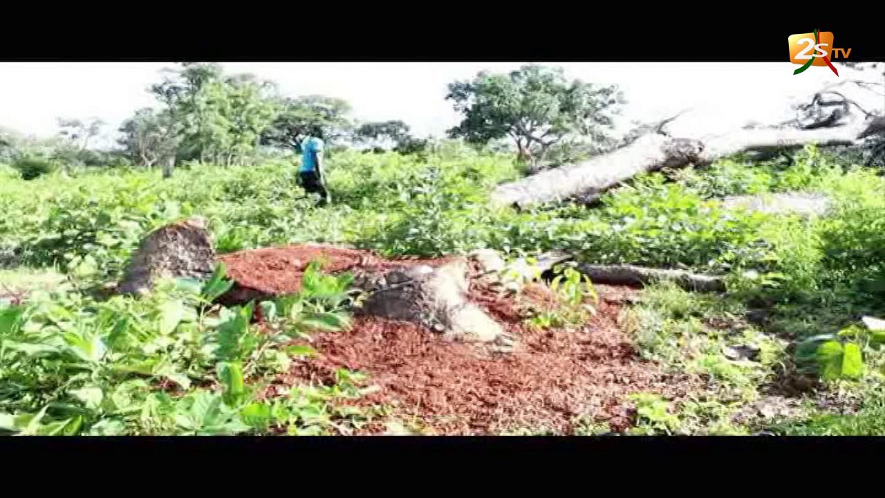 COUPE DE BOIS, CHANGEMENT CLIMATIQUE, UNE PRÉOCCUPATION DES ACTEURS