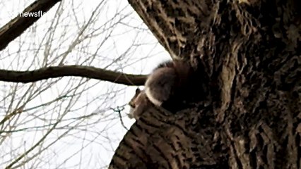 Hungry squirrel devours Domino's Pizza dip in London