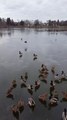 Feeding Ducks on a Frozen Lake