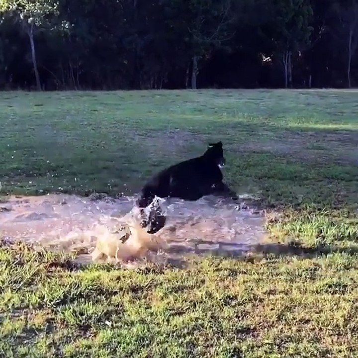 Greyhound Spins Around in Puddle