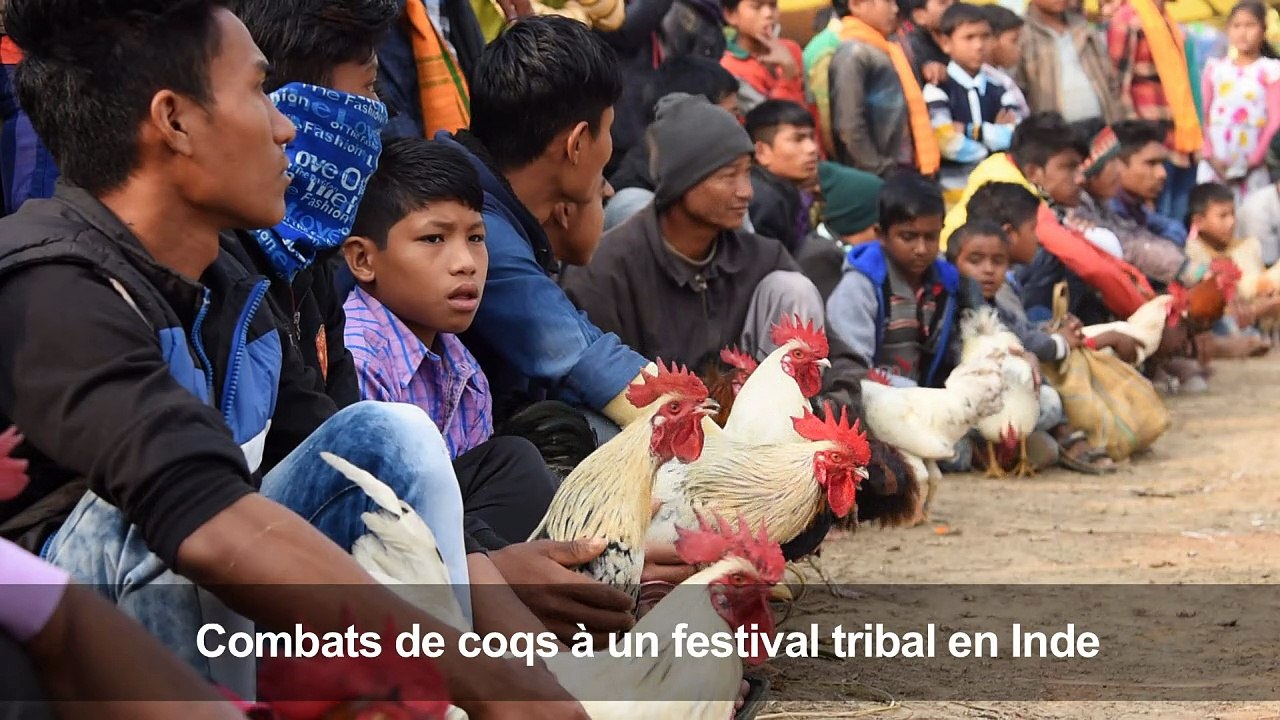 Combats de coqs à un festival tribal en Inde