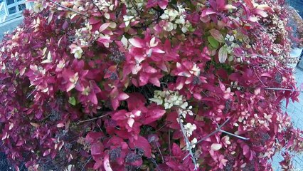 KUNG IKAW AY LALAYO (KAPAMPANGAN SONG) TOTOY BATO