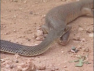 Cobra Royal contre Lézard, qui va gagner...