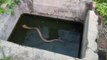 Intervention risquée pour sauver ce cobra sur le point de se noyer