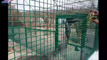 Sarnath | Mini Zoo | Deer Park | Varanasi
