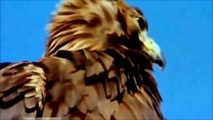 The Mighty Golden Eagle Preying On Wolves To Grown Deer