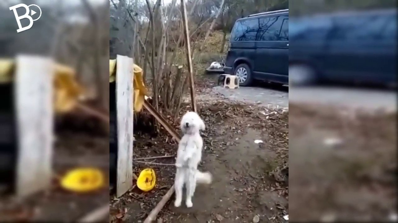 Giresun'da sevimli köpek kemençe sesini duyunca horon oynuyor