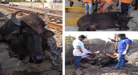 பறக்கும் ரயிலில் அடிபட்டு பலியான 2 எருமைகள்