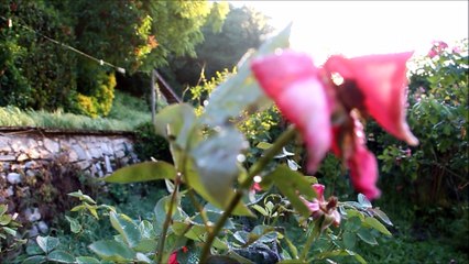 Savitri - Sri Aurobindo - L'aube symbolique - 2