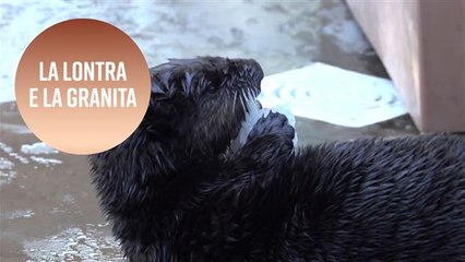 La lontra a cui piace la 'granita'