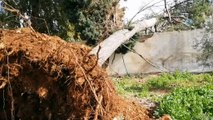 - Gazze’de Fırtına Ağaçları Kökünden Söktü