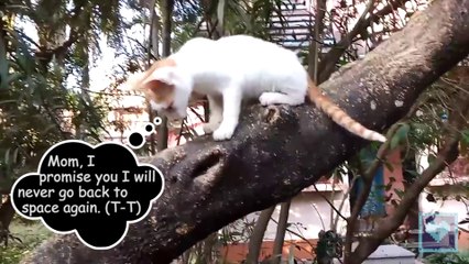 Funny Cat & Guessing Game.