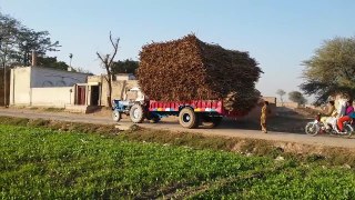 tractor heavy loaded 1 tractor with 2 loaded trollies of sugarcan
