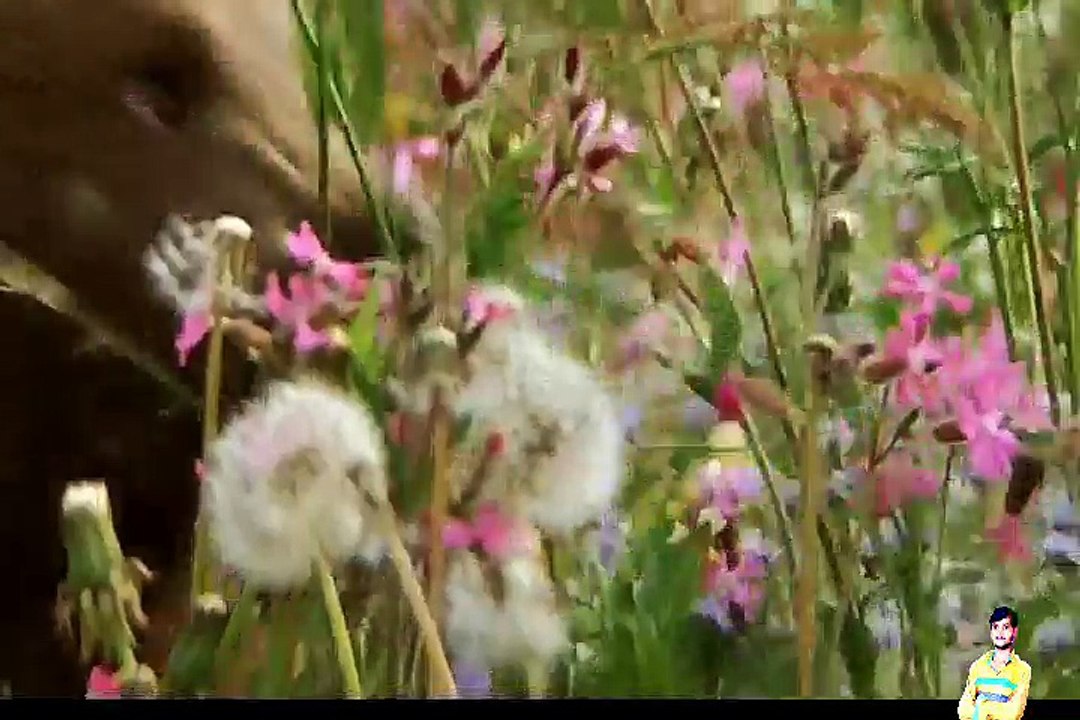 Romio bhalu mather love in jangle videos hindi language and