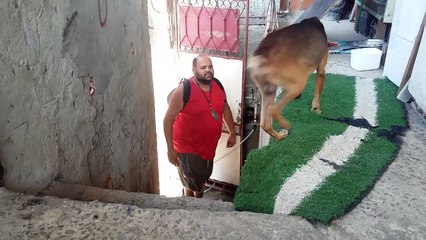 A receção de um cão todos os dias que o dono chega a casa