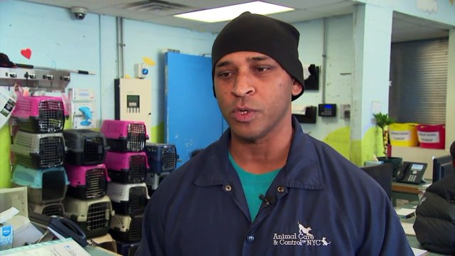 Injured Puppy Abandoned in NYC Gets Second 'Leash' on Life