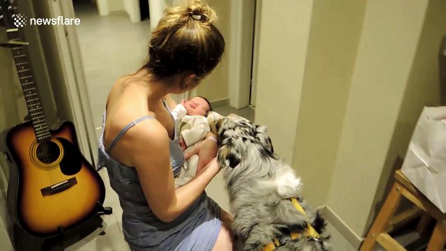 Friendly dog meets newborn baby for the first time