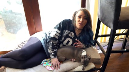 My Dogs Meet A Cat
