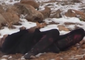 Lebanese Civil Defense Finds Bodies of Syrians Frozen to Death Near Border