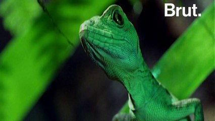 Le "lézard Jésus" peut courir sur l'eau