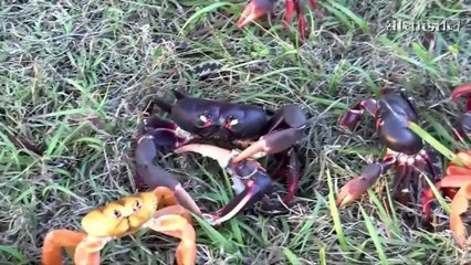 মানুষের শাসন চলে না যেখানে - রহস্যময় ৮ দ্বীপ এবং চোখধাধানো কিছু পেছনের সত্য