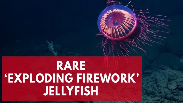 This jellyfish looks exactly like an exploding firework