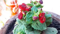 How to Grow and Care Lady's Purse Plant // Calceolaria || Fun Gardening
