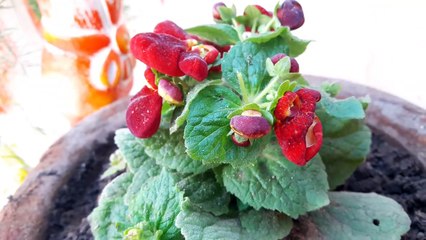 How to Grow and Care Lady's Purse Plant // Calceolaria || Fun Gardening