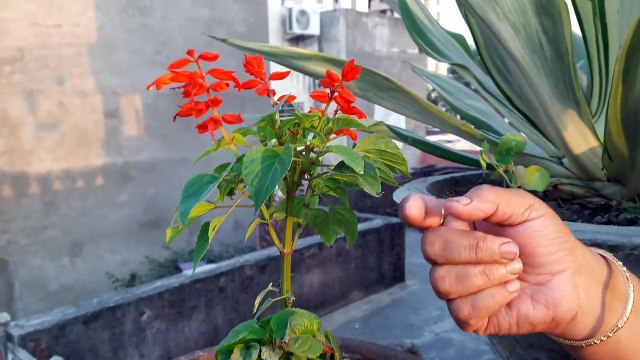 How to Grow and Care Salvia Plant || Fun Gardening