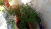 Best Plants for Hanging Basket // Top Hanging Basket Plants || Fun Gardening