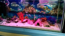 702# Cichlid Tank Decorations | Terra Cotta Pots Cave for My Fishes (Urdu/hindi)