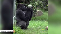 Gorillas Enjoy National Popcorn Day Treats At Smithsonian Zoo