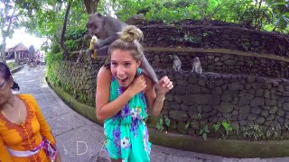 MONKEY JUNGLE BALI